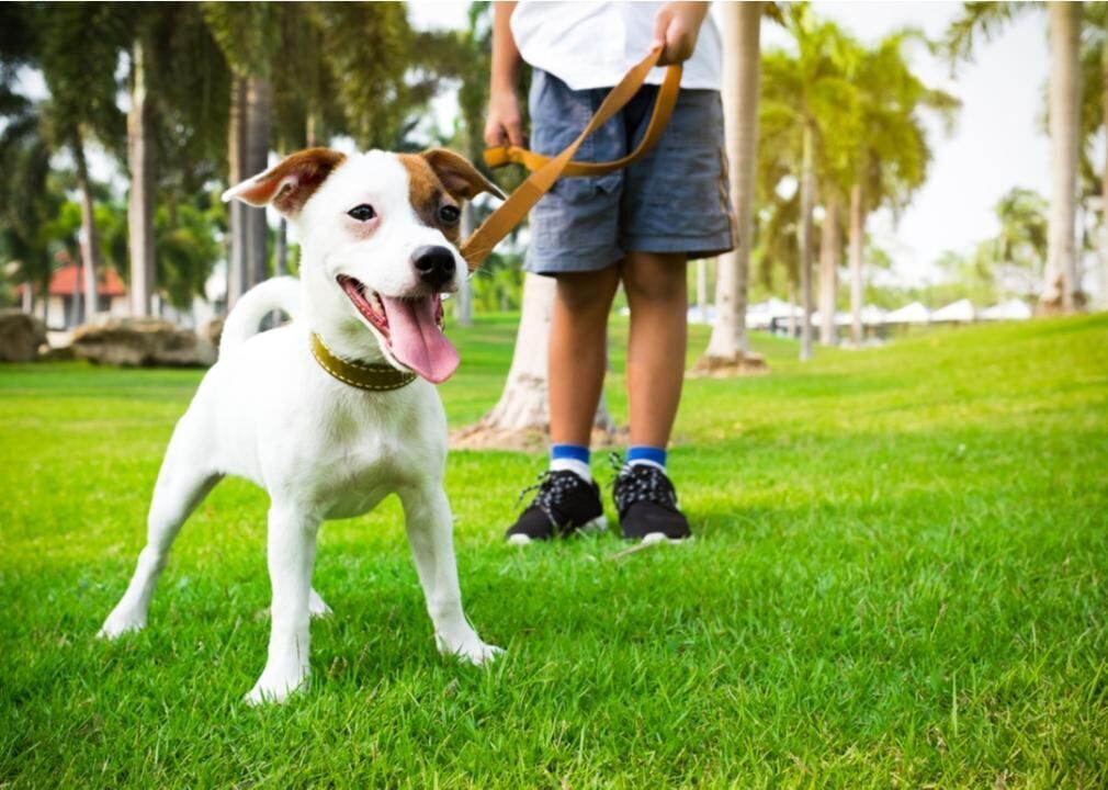 Study your dog's personality